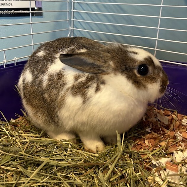Bunelope