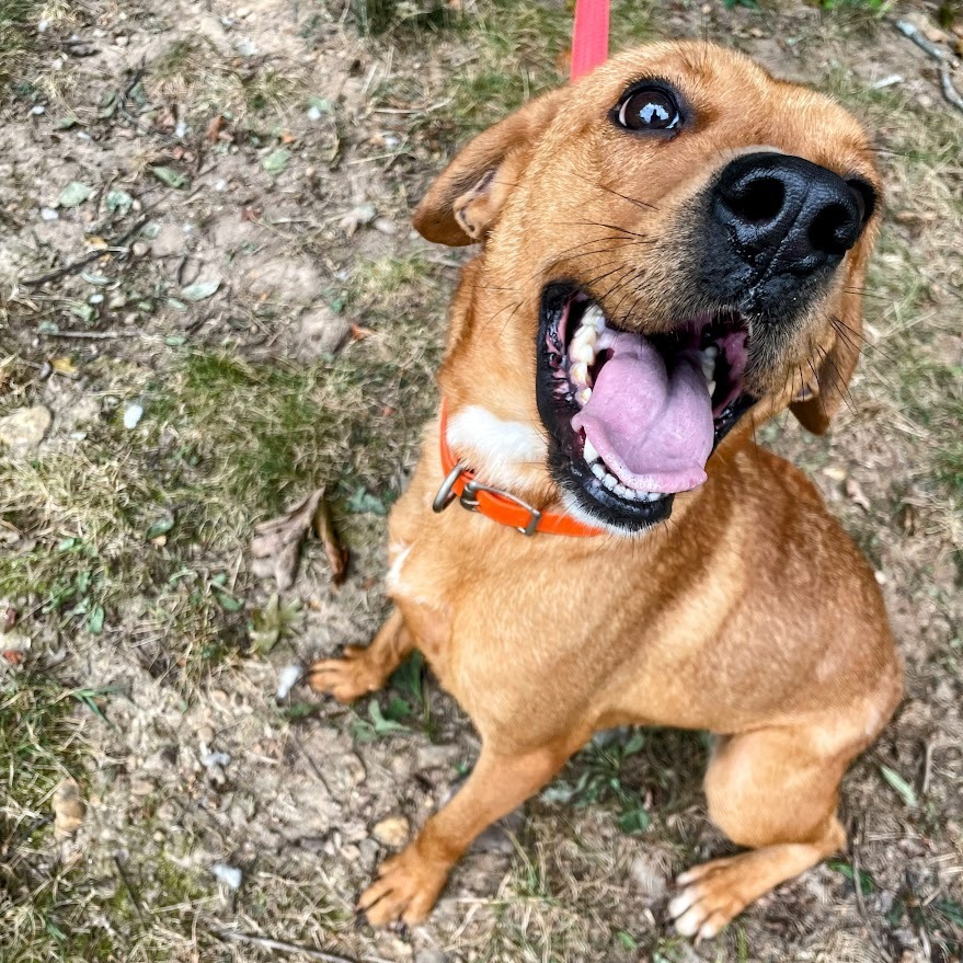 Darla