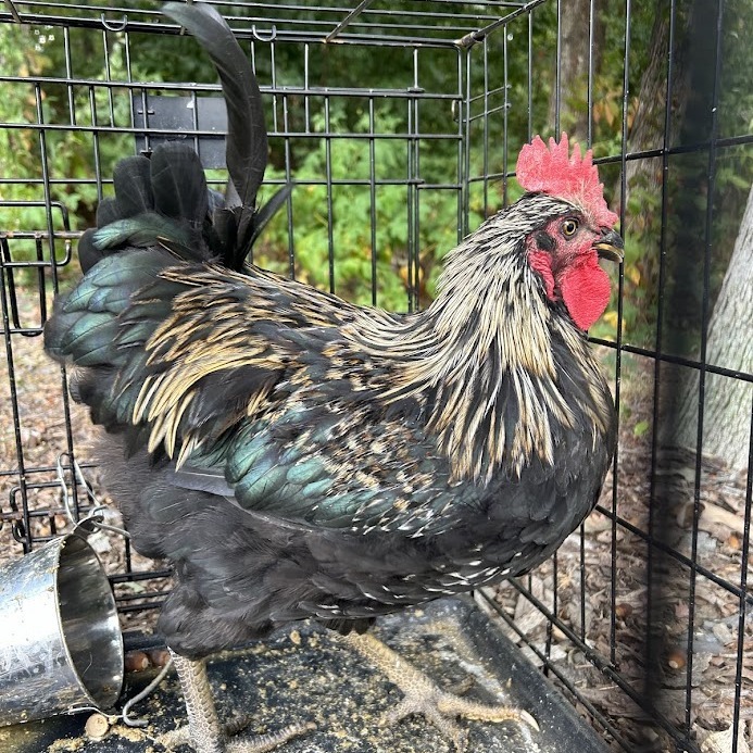 Cluck Norris