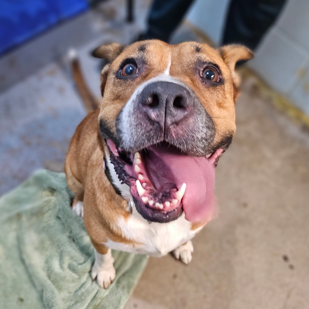Koda, an adoptable American Staffordshire Terrier, Cattle Dog in Wahiawa, HI, 96786 | Photo Image 1