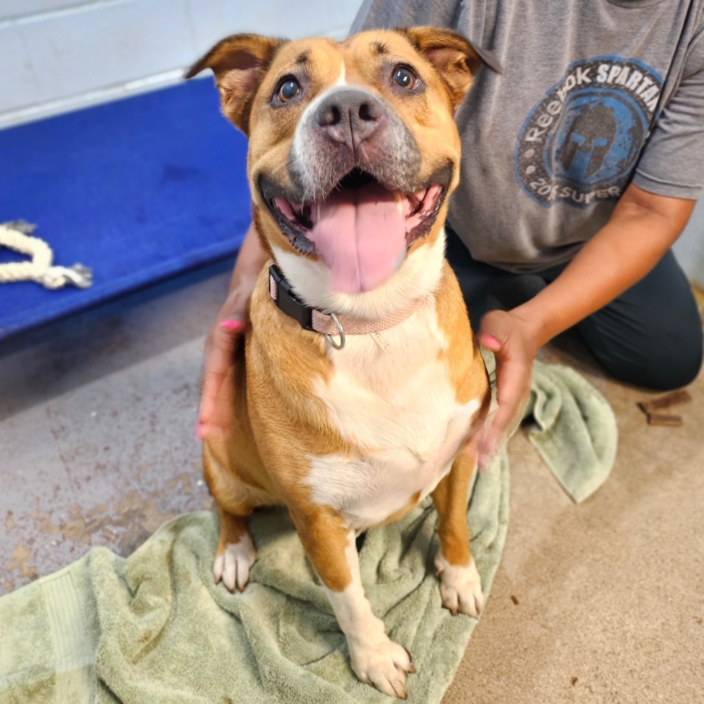 Koda, an adoptable American Staffordshire Terrier, Cattle Dog in Wahiawa, HI, 96786 | Photo Image 2