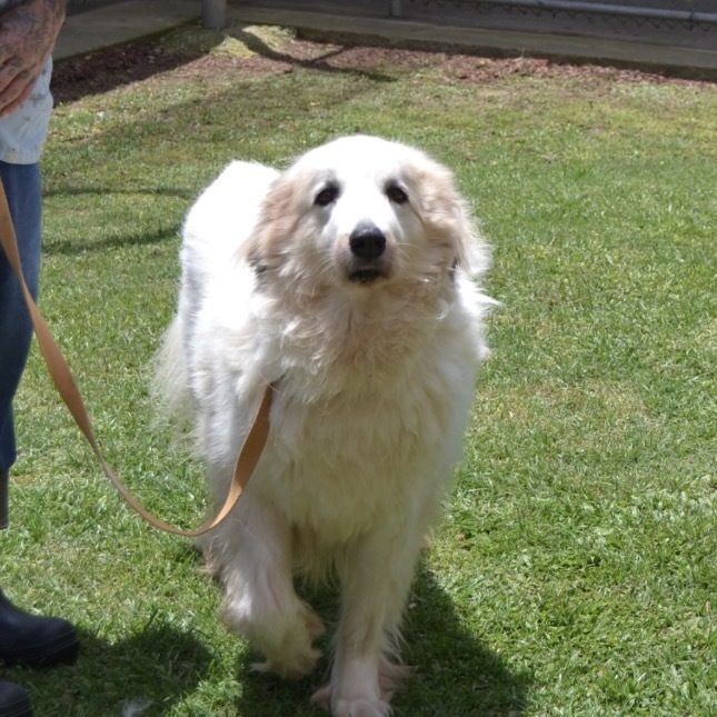 Shiloh (Benefactor Dog)