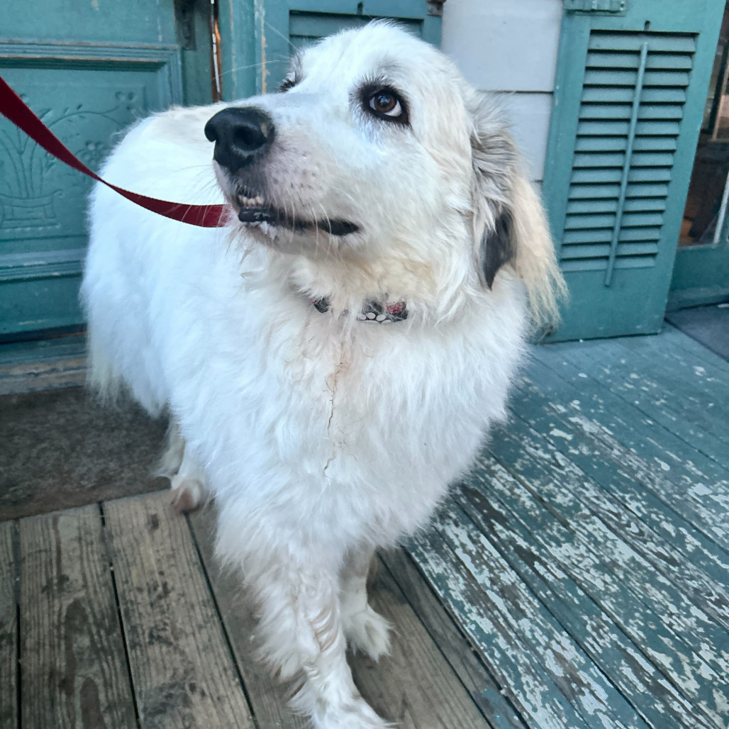 Shiloh (Benefactor Dog)