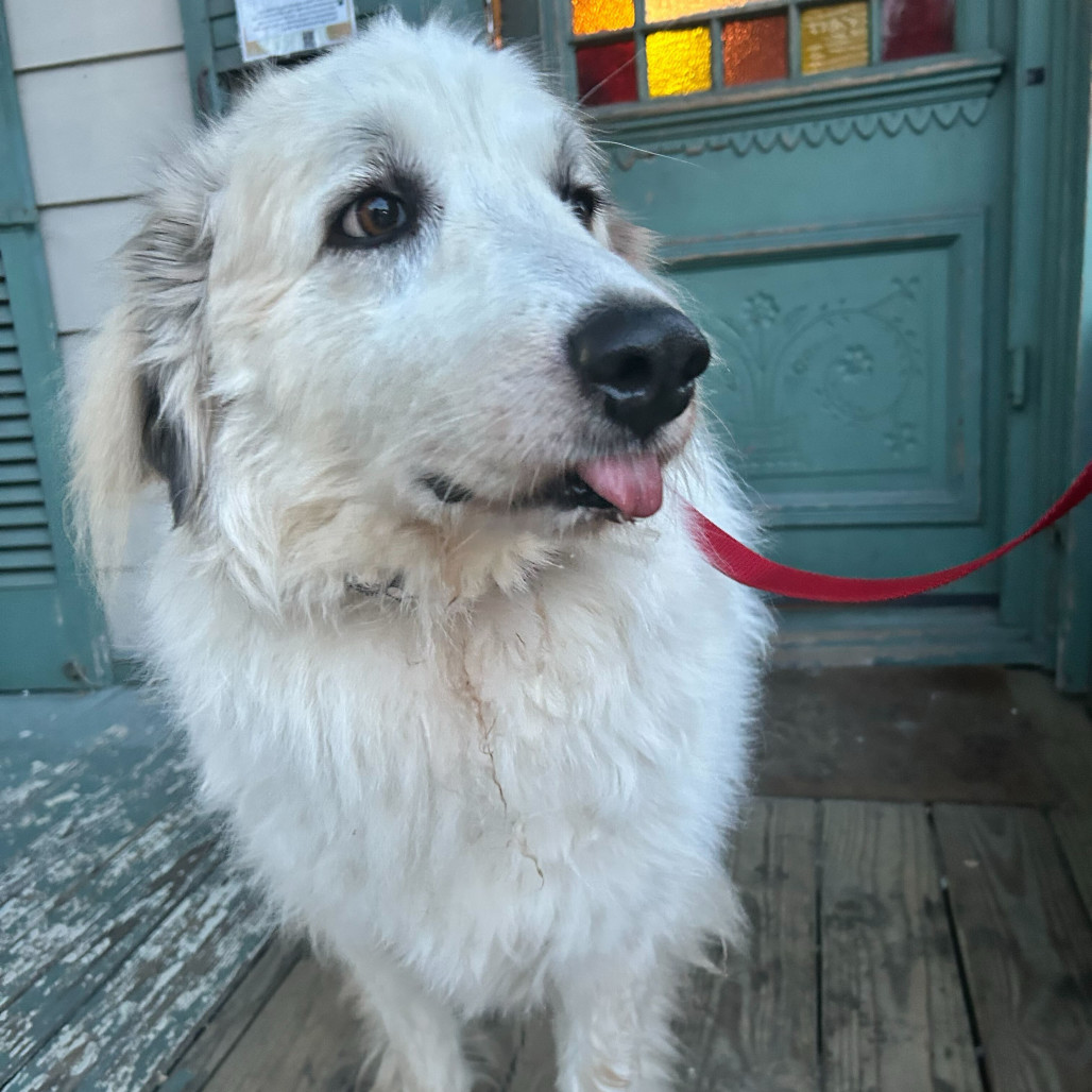 Shiloh (Benefactor Dog)