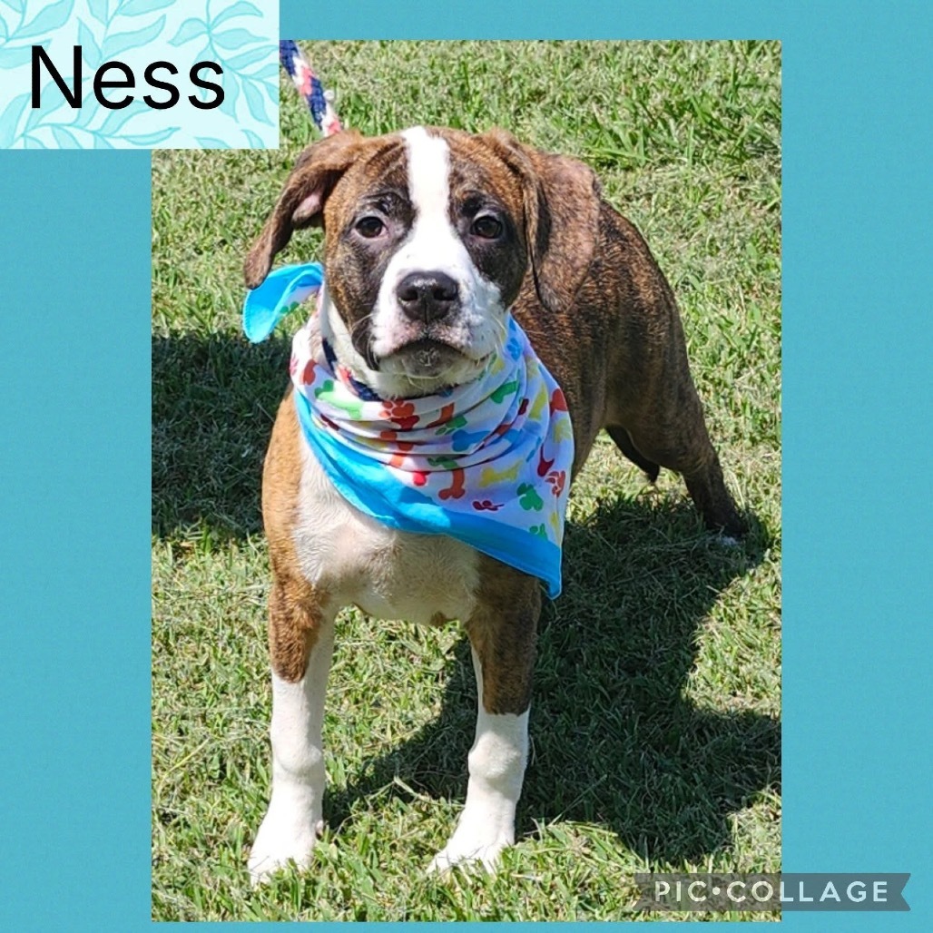 Ness