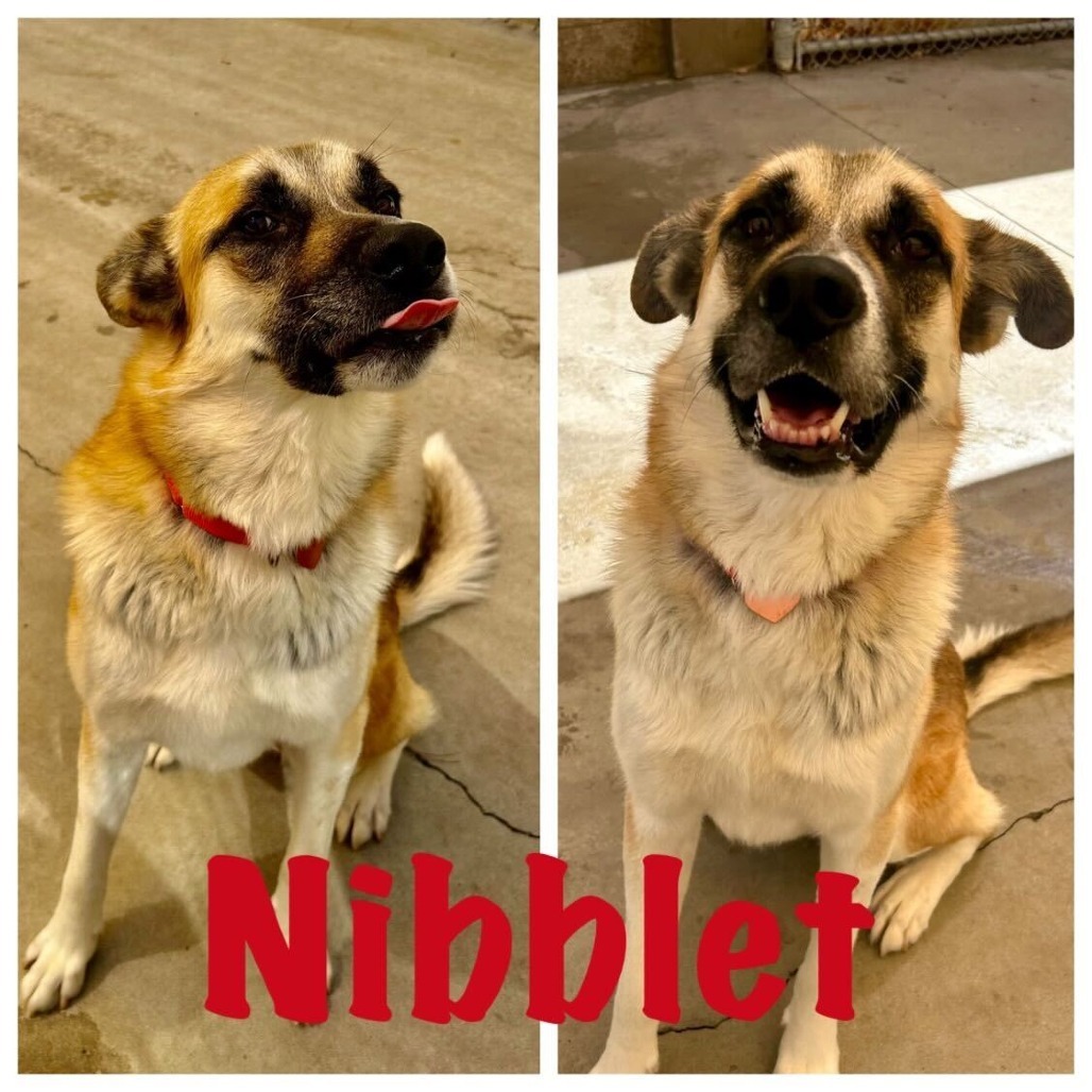 Nibblet