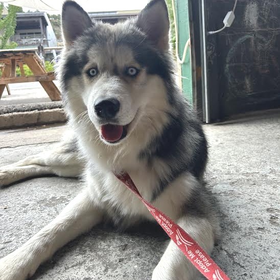 Balto