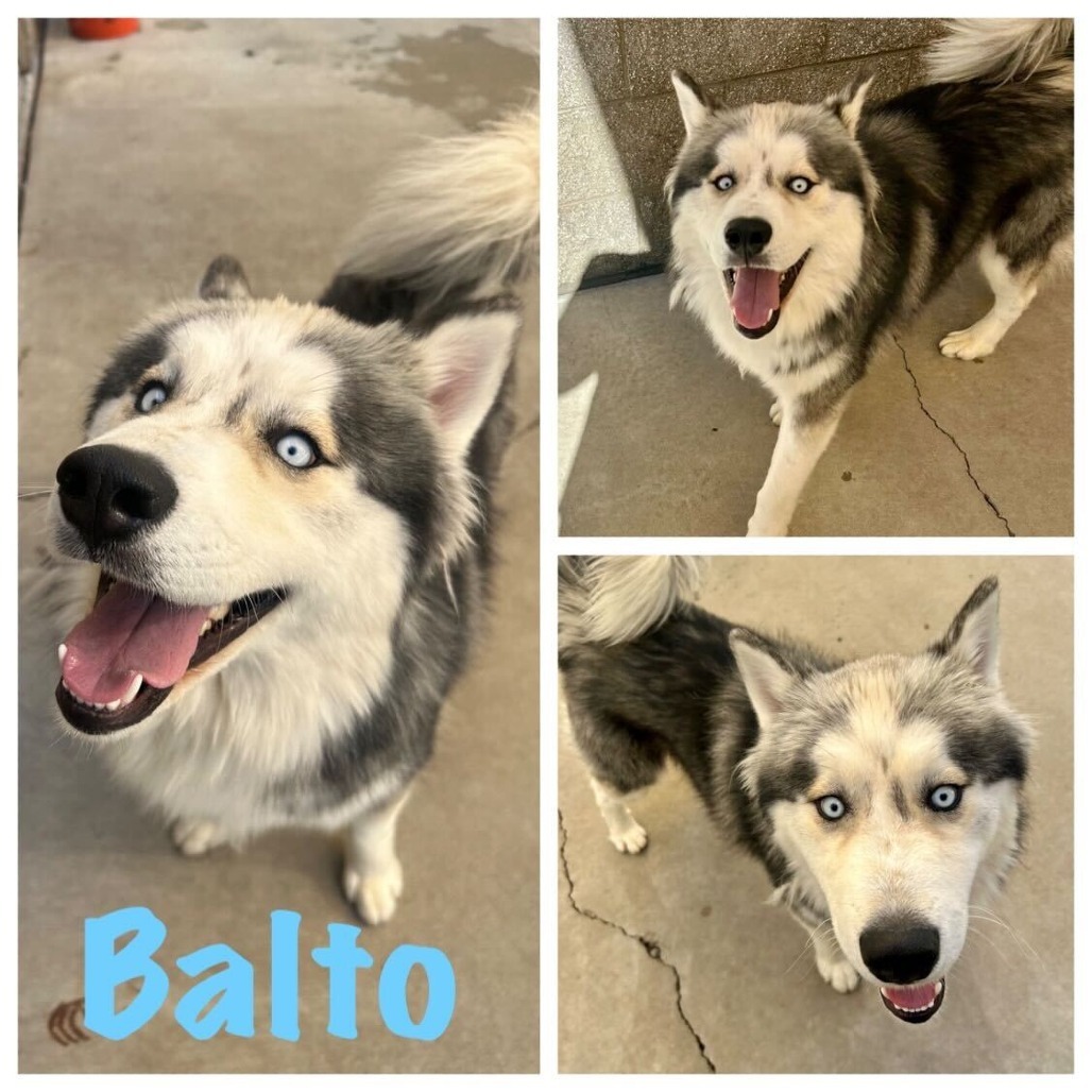 Balto