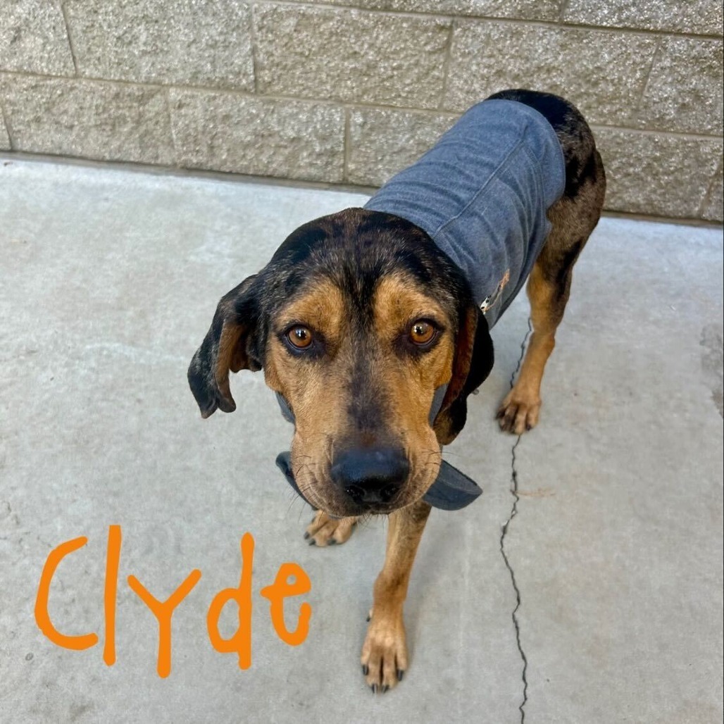 Clyde