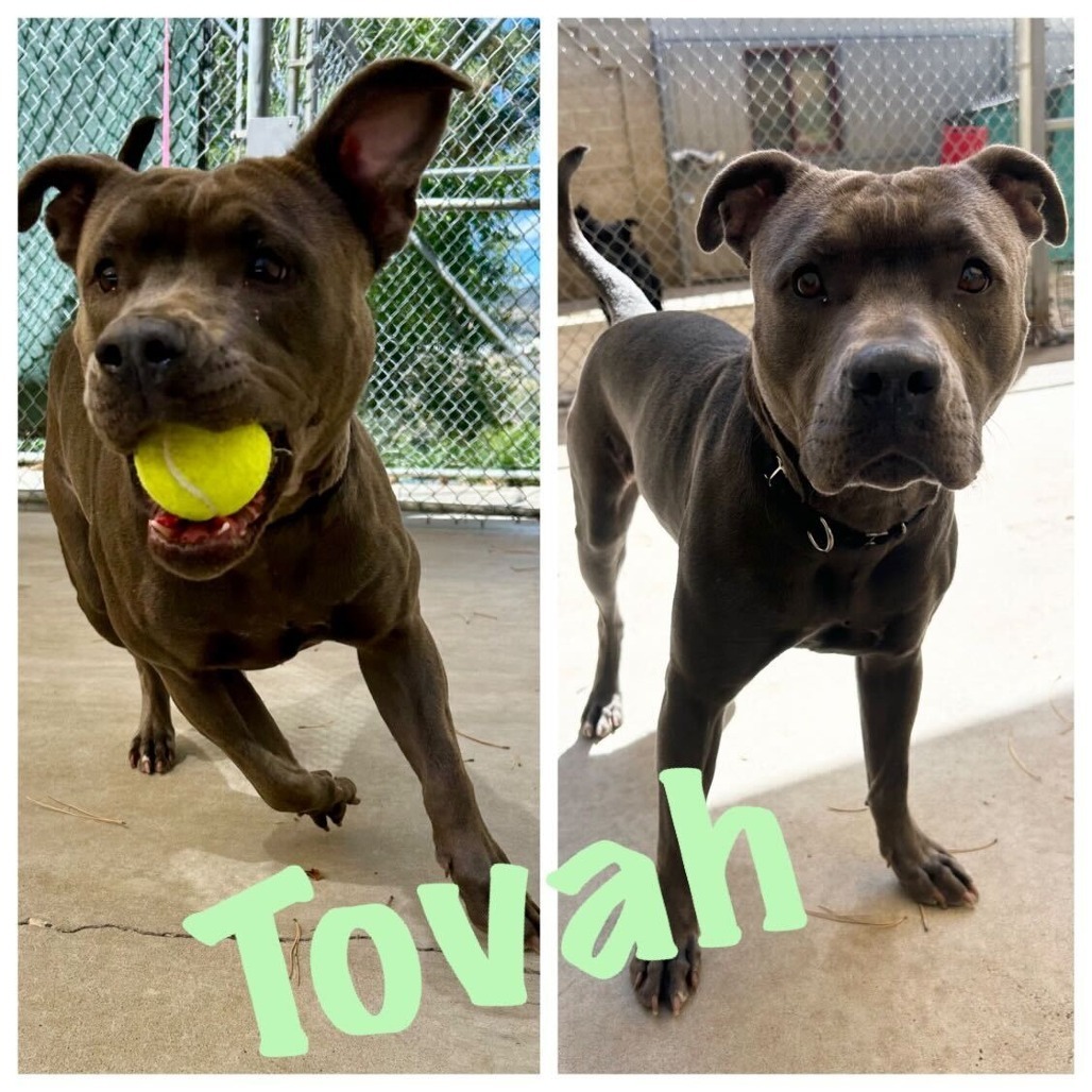 Tovah