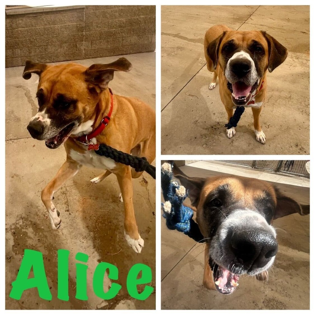 Alice