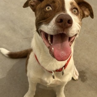 Oso