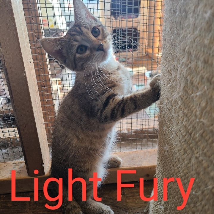 Light Fury 1