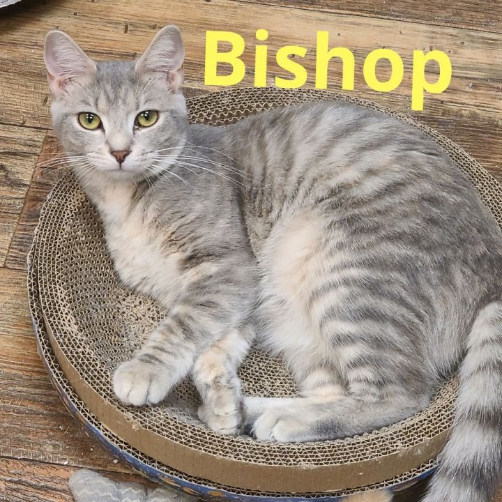 Bishop 1