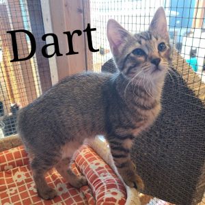 Dart