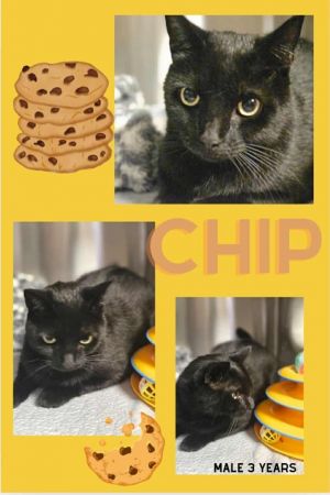 Chip