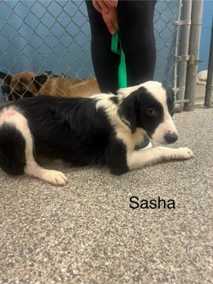 Sasha aka Polly