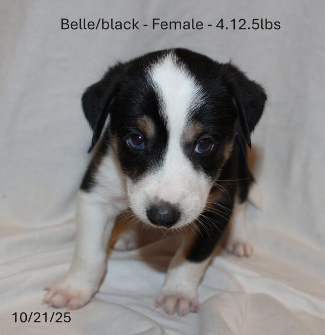 Feral 8 : Belle