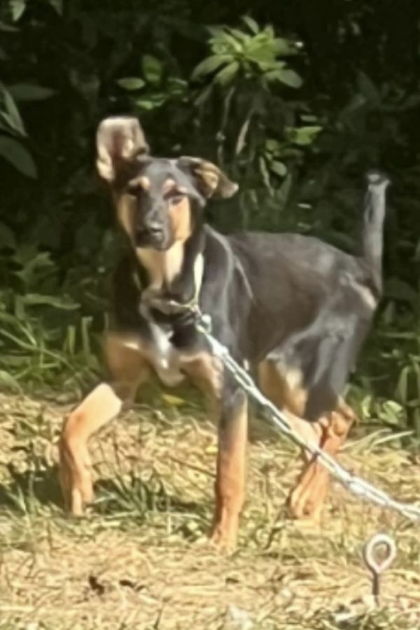 Norse Girls : Hela photo 1