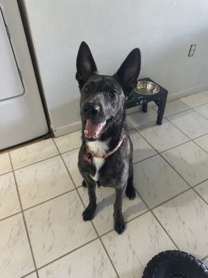 Jasmine - Located in FL