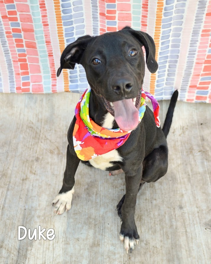 Duke