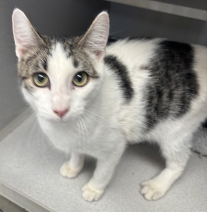 Floyd - I AM AT PetSmart Northborough