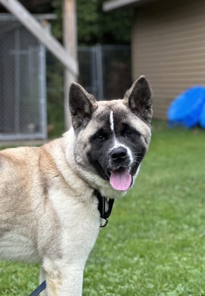 B.B, an adoptable Akita, Mixed Breed in Rhinelander, WI, 54501 | Photo Image 1