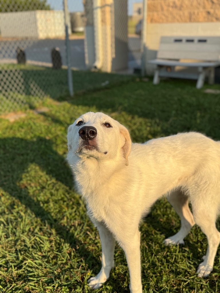 Lilo, an adoptable Akbash, Mixed Breed in Belton, TX, 76513 | Photo Image 1