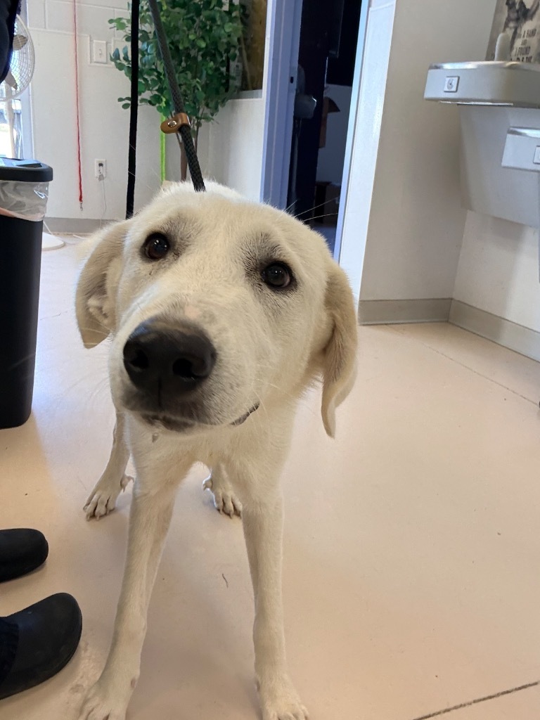 Lilo, an adoptable Akbash, Mixed Breed in Belton, TX, 76513 | Photo Image 2