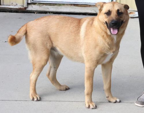 Sandy, an adoptable Shepherd in Thief River Falls, MN, 56701 | Photo Image 1