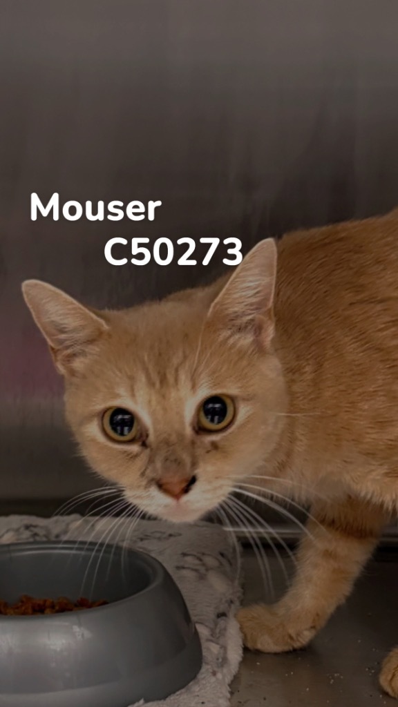 Mouser