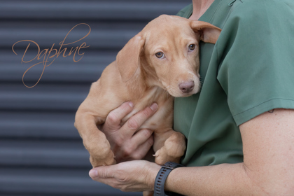 Daphne
