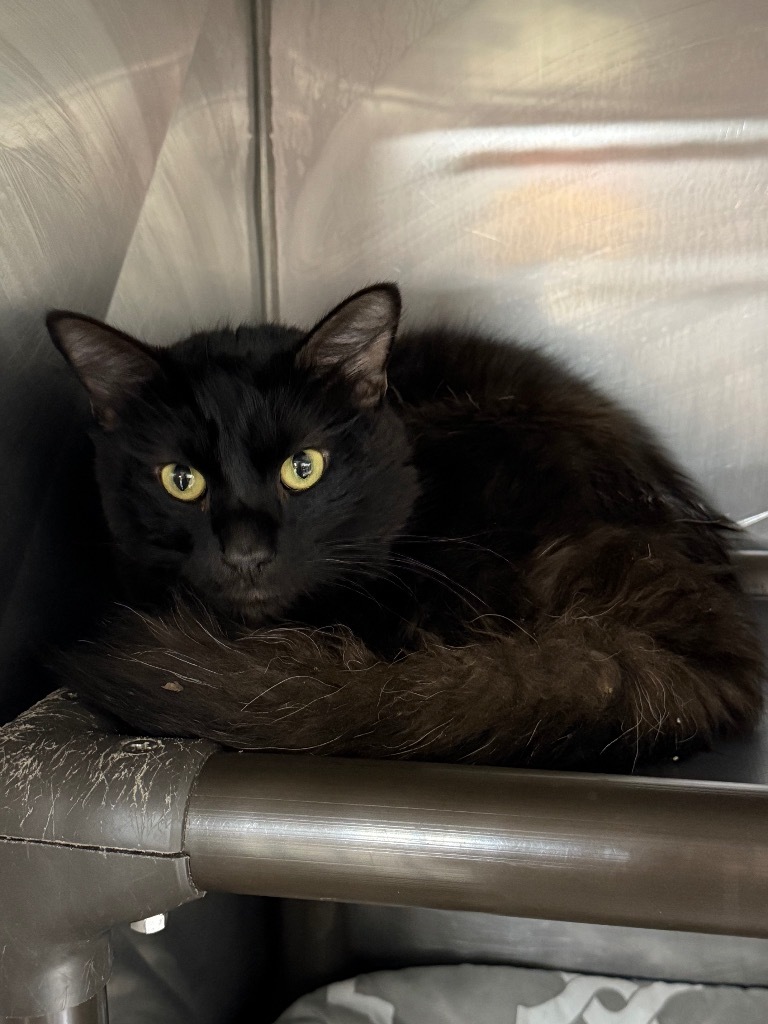 Tomme Vaudoise, an adoptable Domestic Medium Hair in Fort Lupton, CO, 80621 | Photo Image 1