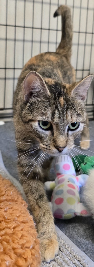 Piper