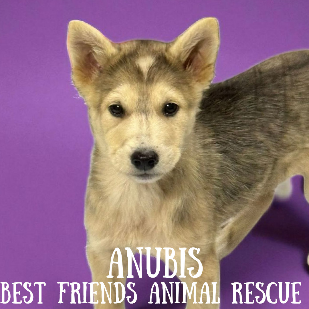 Anubis