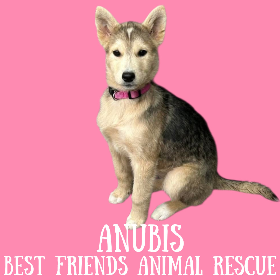 Anubis