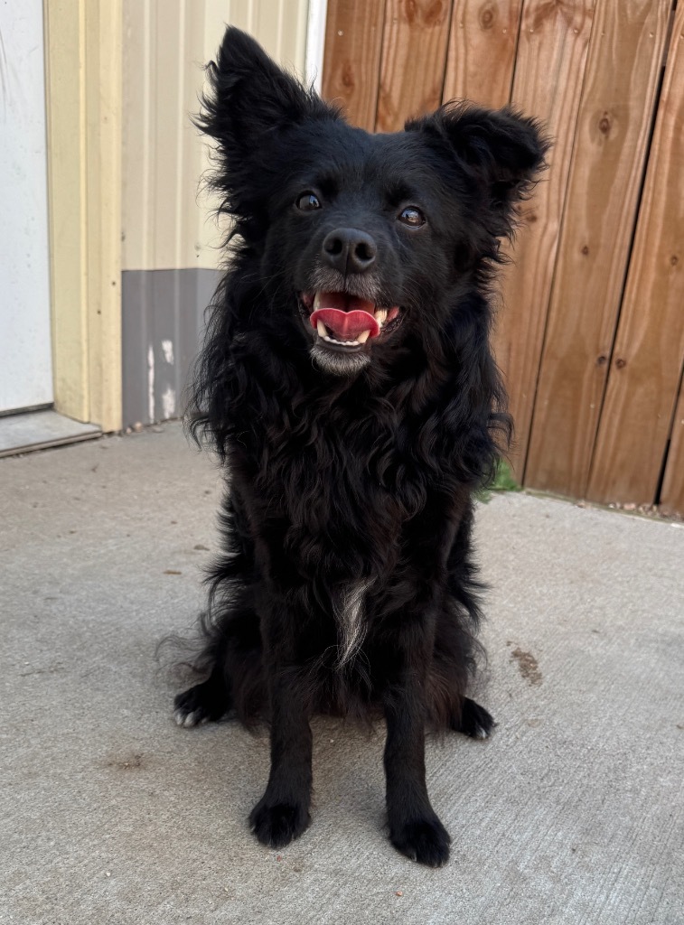 Puppy, an adoptable American Eskimo Dog, Terrier in Hastings, NE, 68901 | Photo Image 1