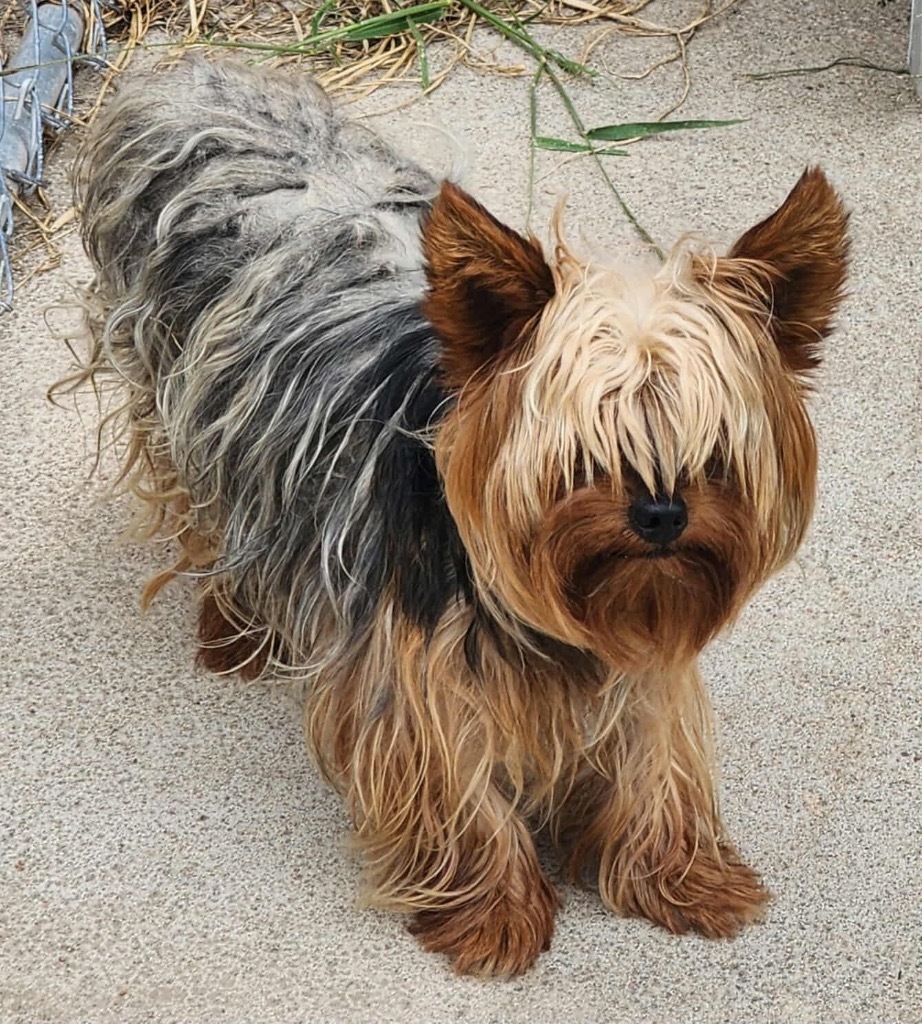 Harrison, an adoptable Yorkshire Terrier in Hastings, NE, 68901 | Photo Image 1