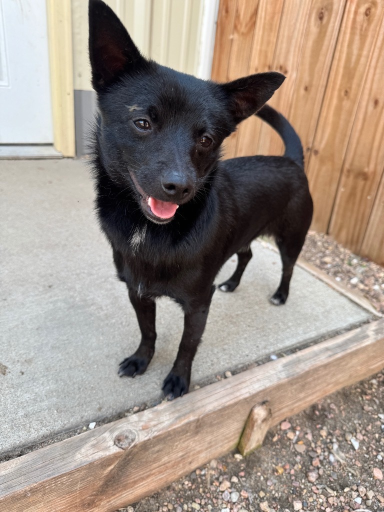Zero, an adoptable American Eskimo Dog, Terrier in Hastings, NE, 68901 | Photo Image 1