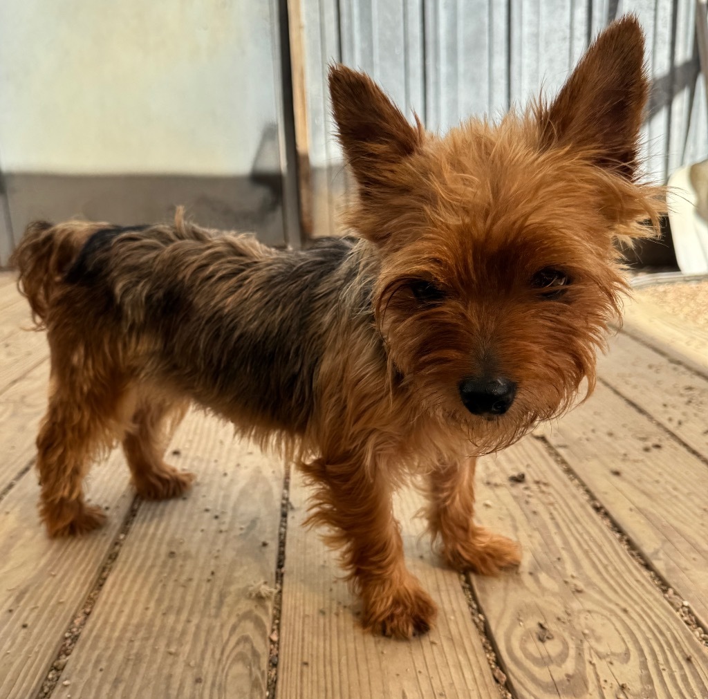 Doreen, an adoptable Yorkshire Terrier in Hastings, NE, 68901 | Photo Image 1