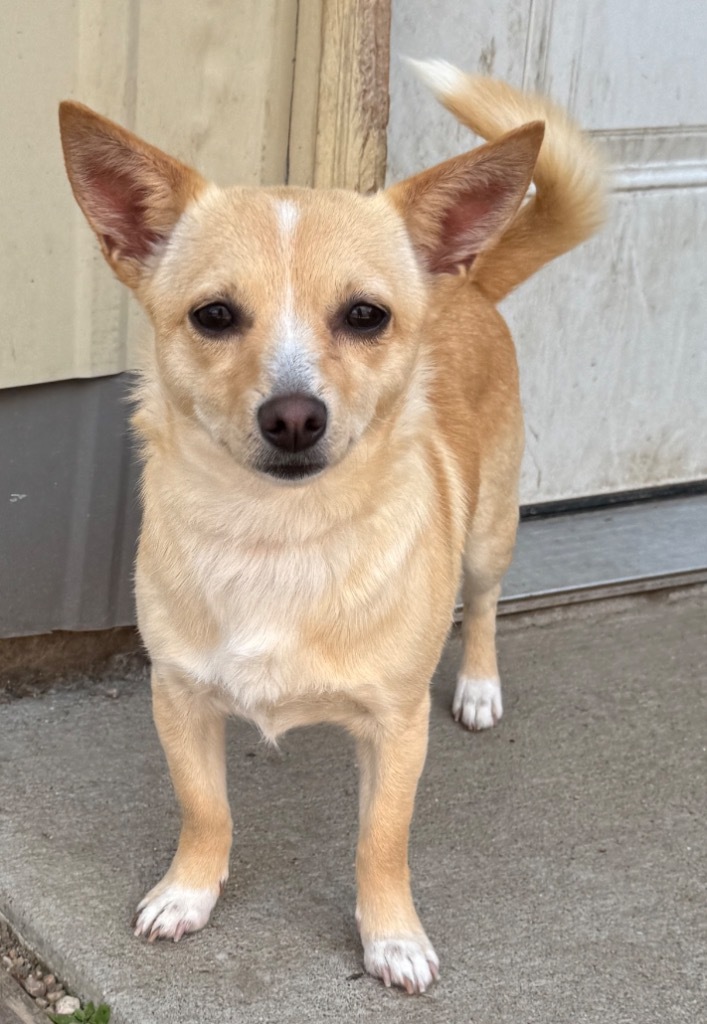 Harley, an adoptable American Eskimo Dog, Terrier in Hastings, NE, 68901 | Photo Image 1
