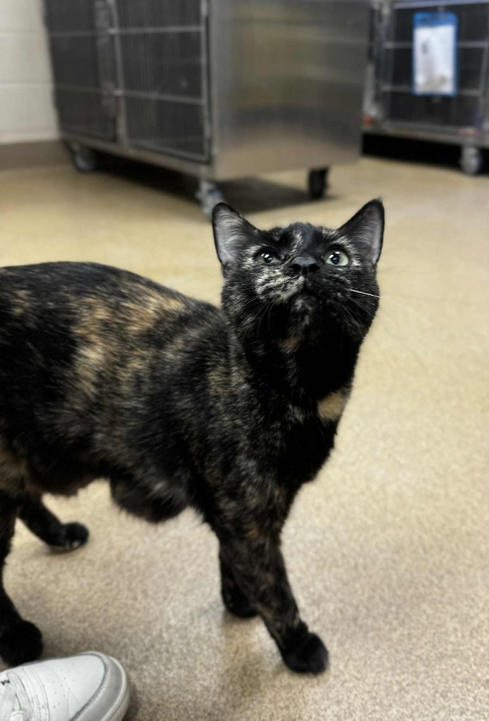 Della, an adoptable Domestic Short Hair in Grand Forks, ND, 58203 | Photo Image 1