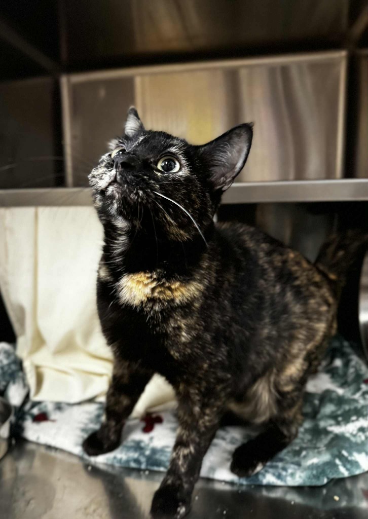 Della, an adoptable Domestic Short Hair in Grand Forks, ND, 58203 | Photo Image 3