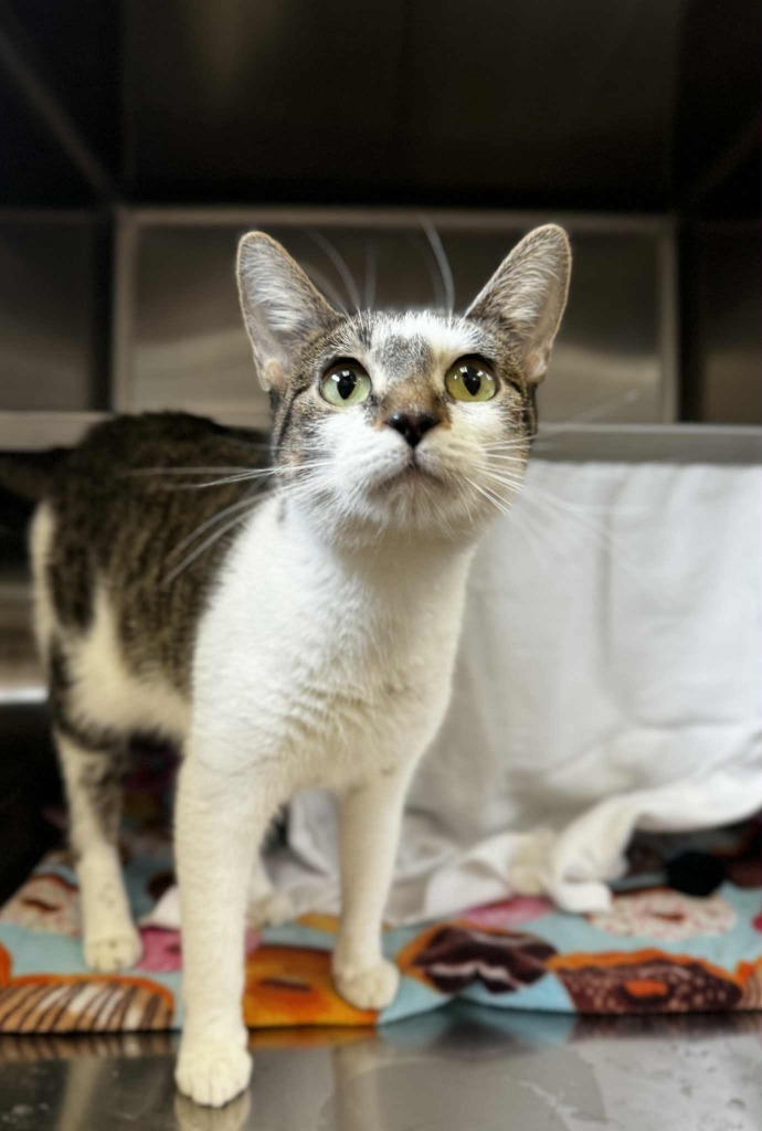 Cotton, an adoptable Domestic Short Hair in Grand Forks, ND, 58203 | Photo Image 1