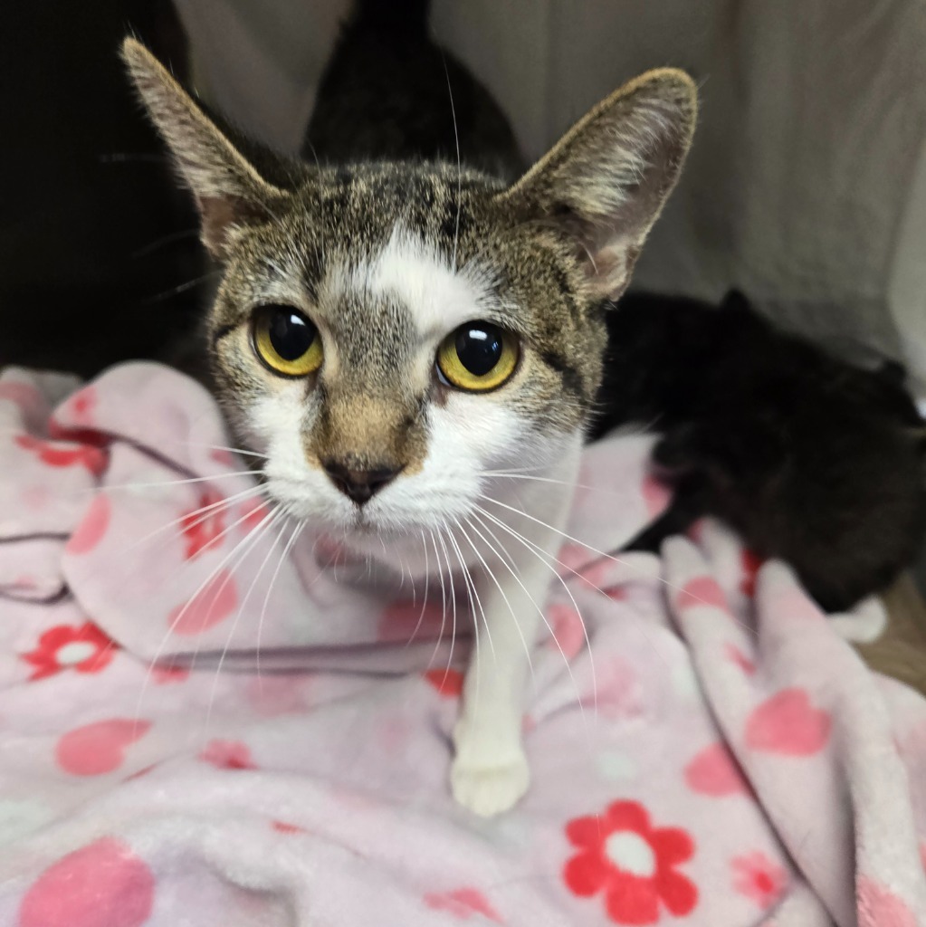 Cotton, an adoptable Domestic Short Hair in Grand Forks, ND, 58203 | Photo Image 3
