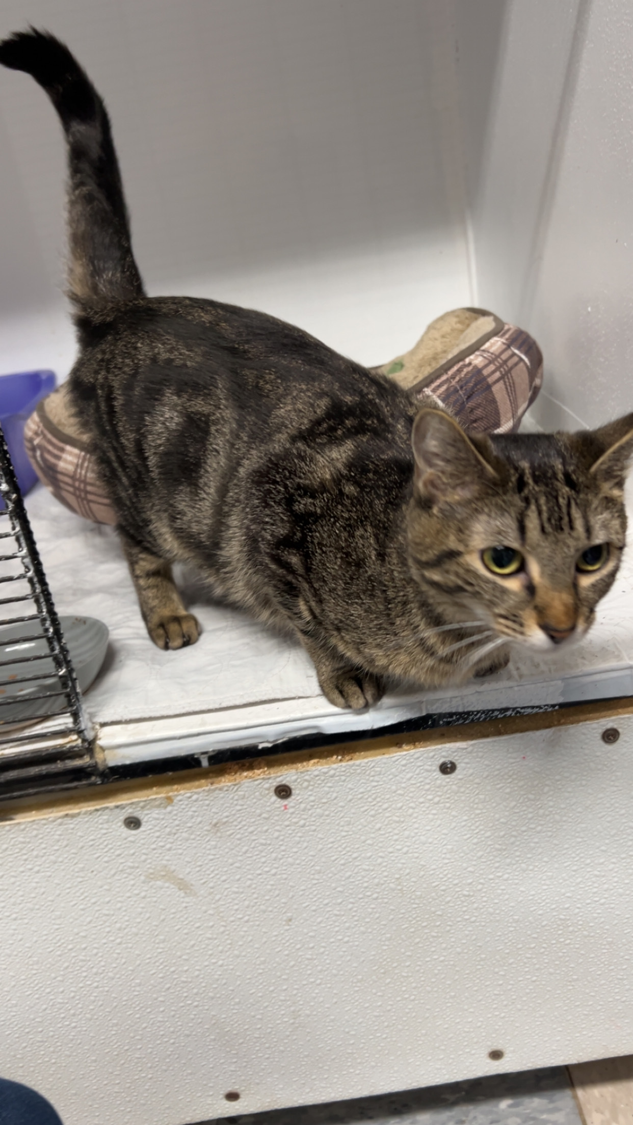Sparkles, an adoptable Domestic Short Hair in Dillon, MT, 59725 | Photo Image 1