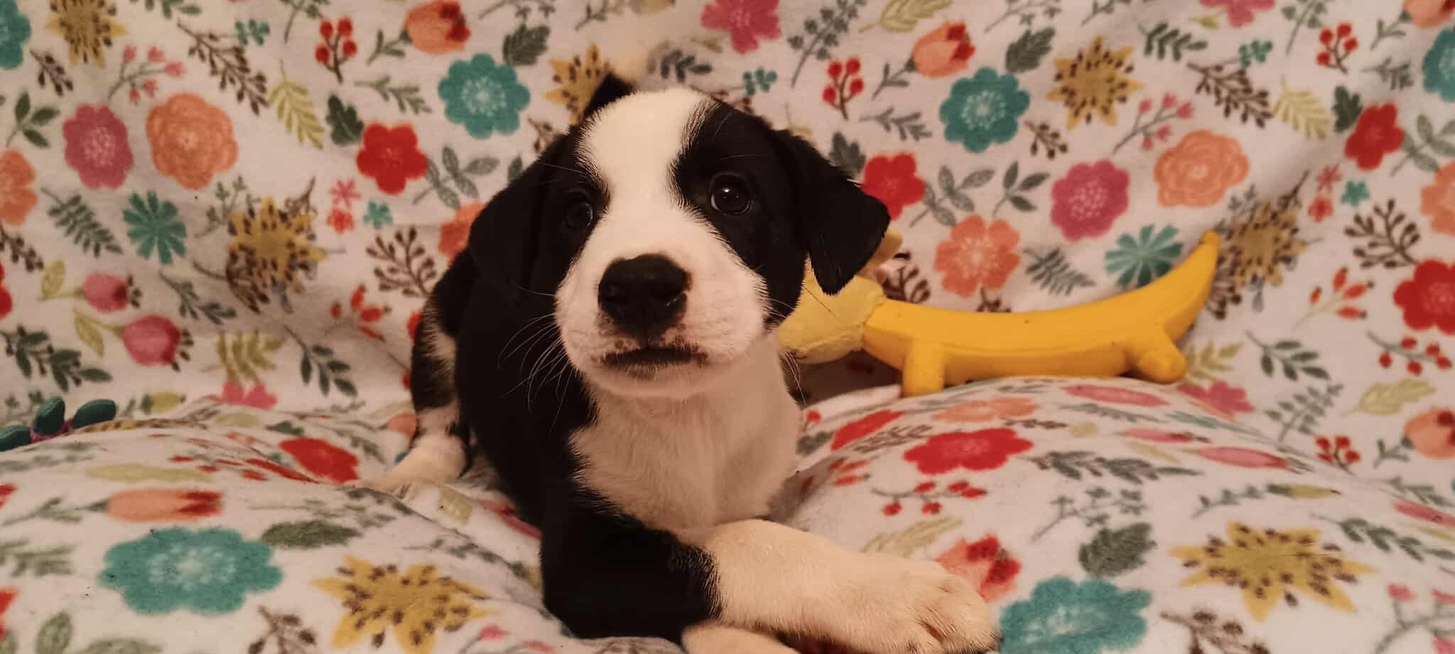 Duke