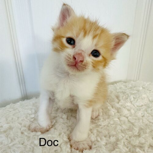 Doc