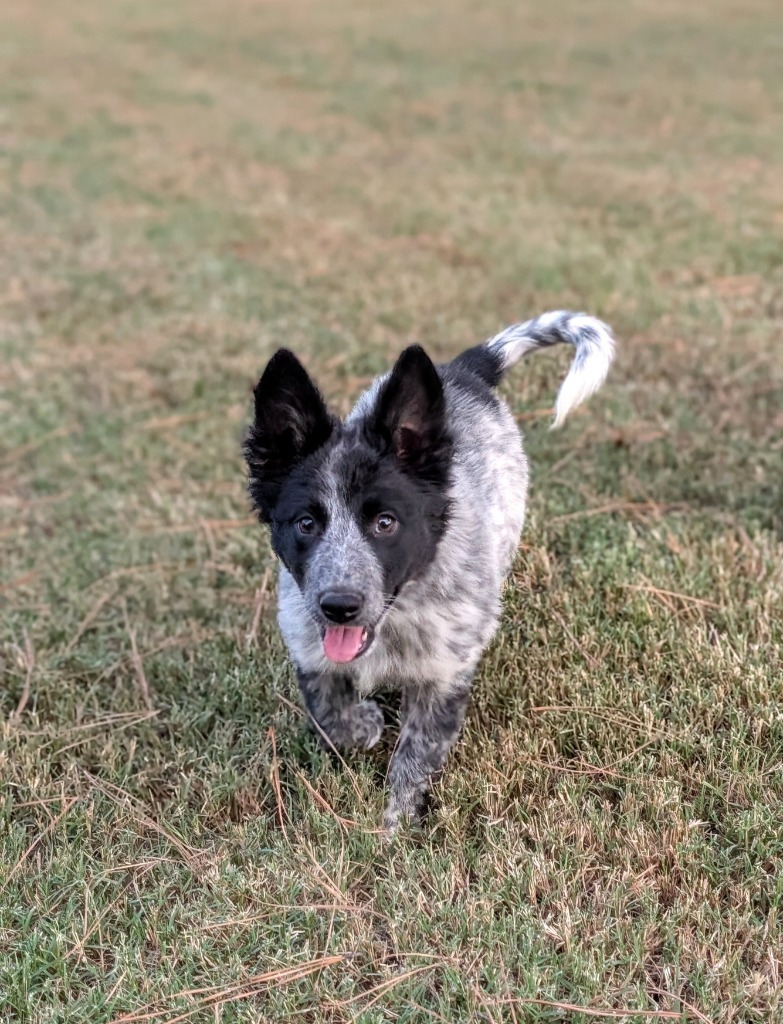 Stella Bella