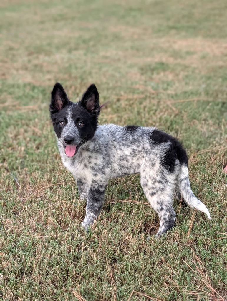 Stella Bella